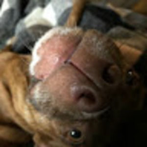 Meet your Posher, Joshua